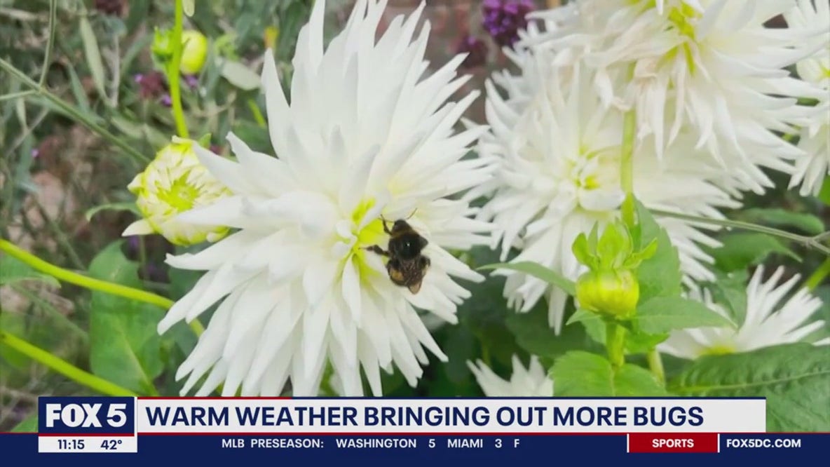 Warm weather bringing out more bugs